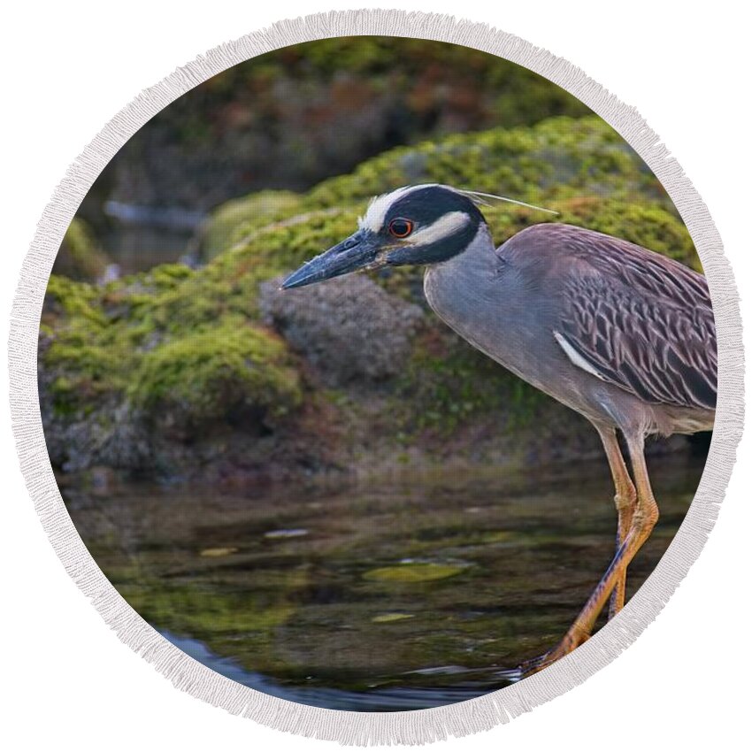 Coral Cove Round Beach Towel featuring the photograph Yellow-crowned Night Heron by Steve DaPonte