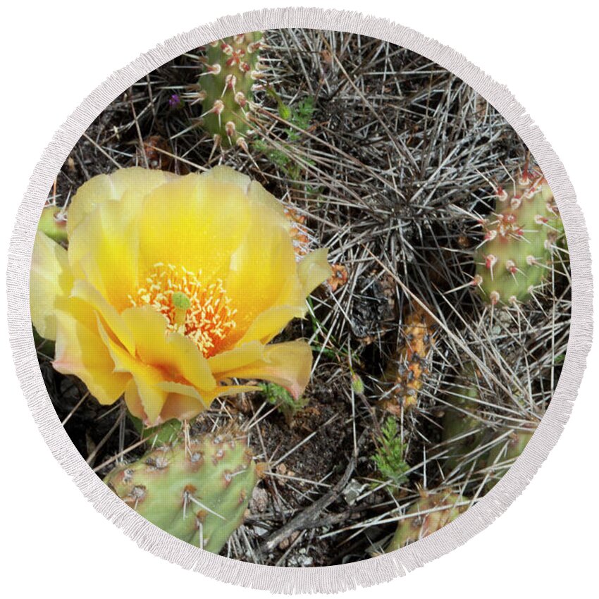 Flower Round Beach Towel featuring the photograph Yellow Prickly Pear by Julia McHugh