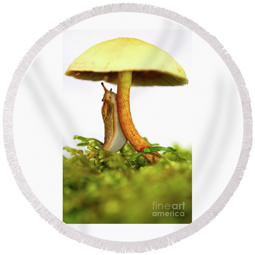 Mushroom Round Beach Towel featuring the photograph Yellow slug mushroom whimsical beauty by Robert C Paulson Jr