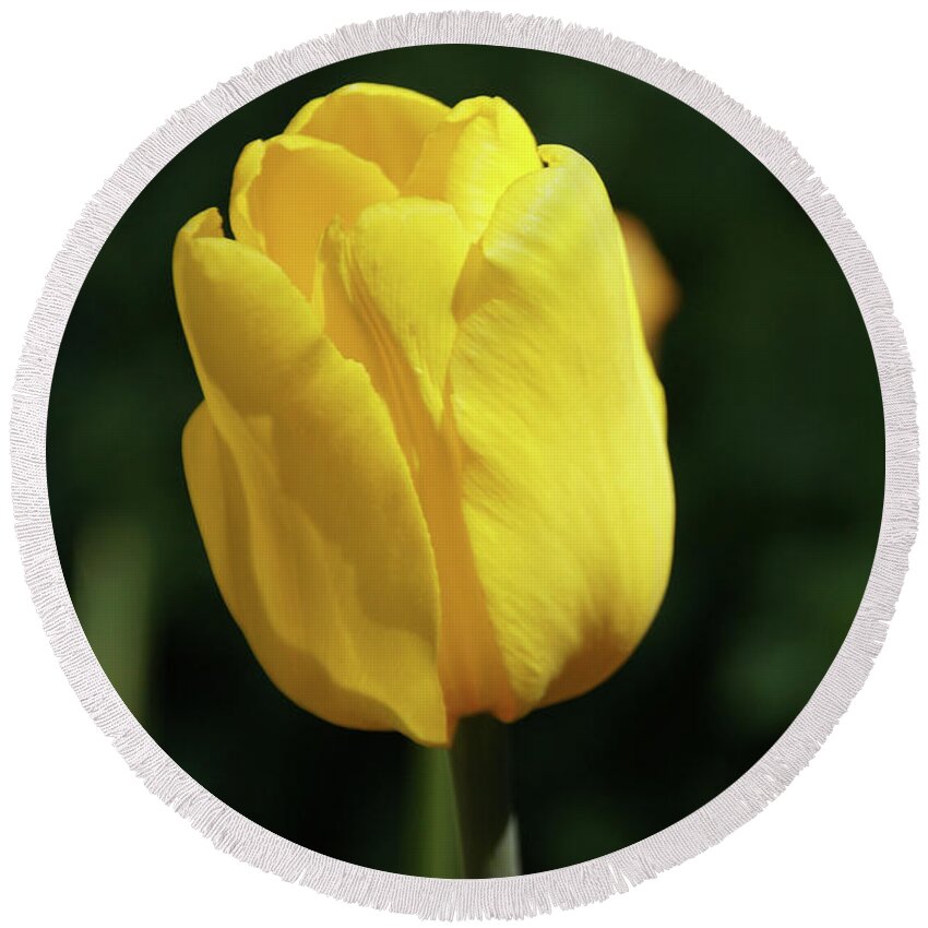 Yellow Tulip Round Beach Towel featuring the photograph Yellow Tulip by Mike Murdock