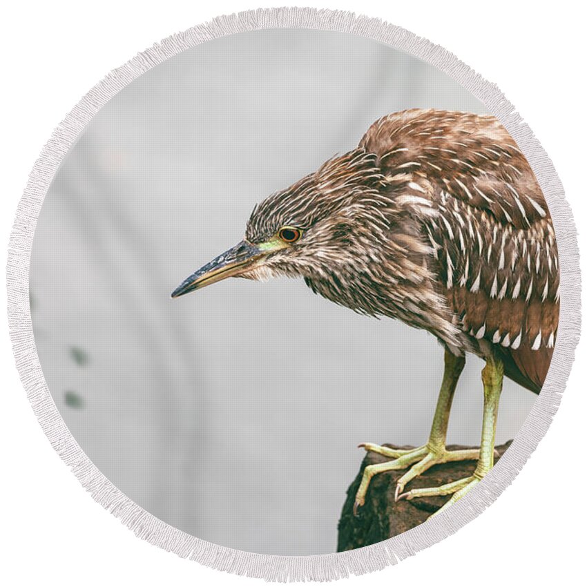 Black-capped Night Heron Round Beach Towel featuring the photograph Young Heron by Jonathan Nguyen