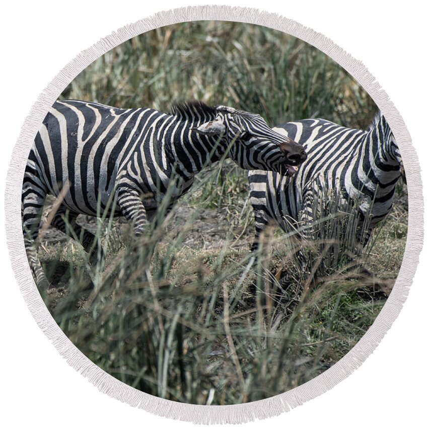 Africa Round Beach Towel featuring the photograph Zebra aggressive by Steve Somerville