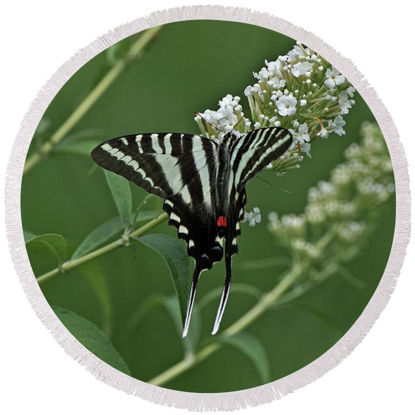 Zebra Swallowtail Round Beach Towel featuring the photograph Zebra Swallowtail on Butterfly Bush by Robert E Alter Reflections of Infinity