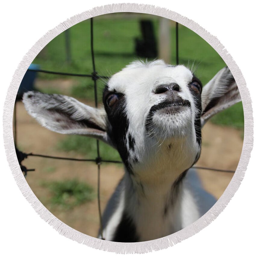 Goat Round Beach Towel featuring the photograph A Goat's Smile by Demetrai Johnson
