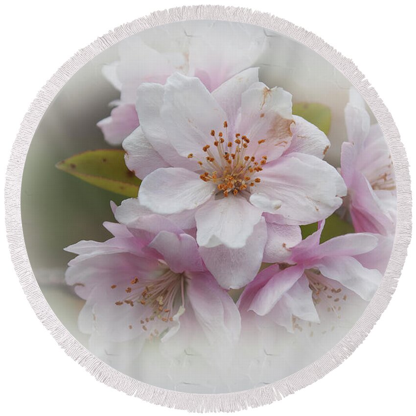 Flowers Round Beach Towel featuring the photograph Apple Blossom #1 by Elaine Teague
