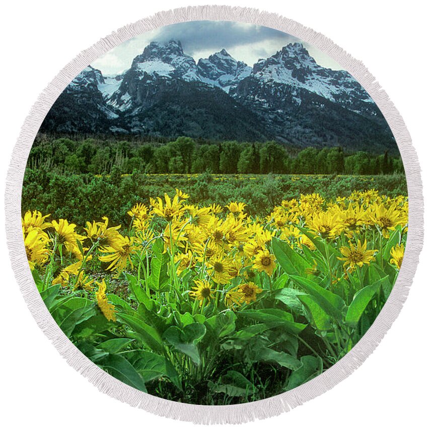 Dave Welling Round Beach Towel featuring the photograph Arrowleaf Balsamroot Grand Tetons National Park Wyoming #1 by Dave Welling