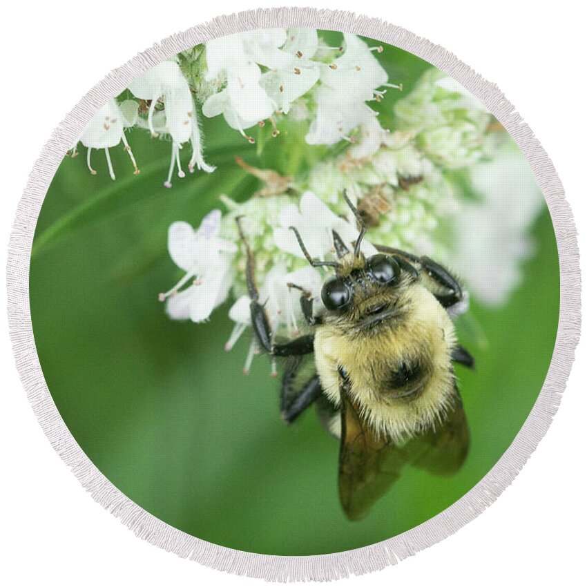 Bee Flower Round Beach Towel featuring the photograph Bee on a Flower #2 by David Morehead