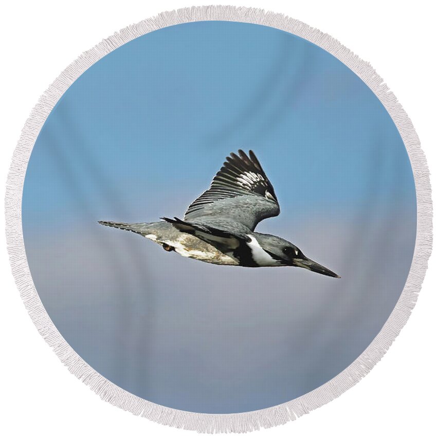 Florida Round Beach Towel featuring the photograph Belted Kingfisher In Flight #1 by Jennifer Robin