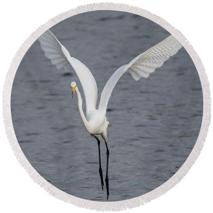 Great Egret Round Beach Towel featuring the photograph Big White #1 by Tony Beck