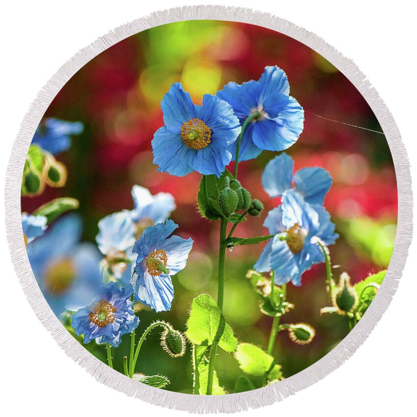 Himalayan Blue Poppies Round Beach Towel featuring the photograph Blue Poppies #1 by Louise Tanguay