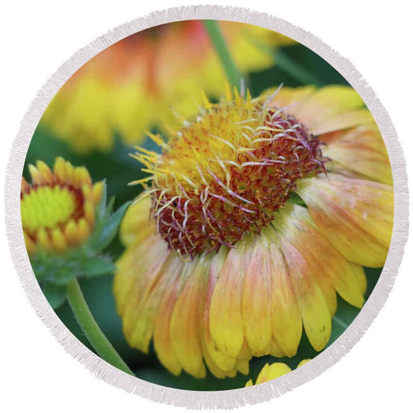 Flower Round Beach Towel featuring the photograph Bud to Bloom #1 by Mary Anne Delgado