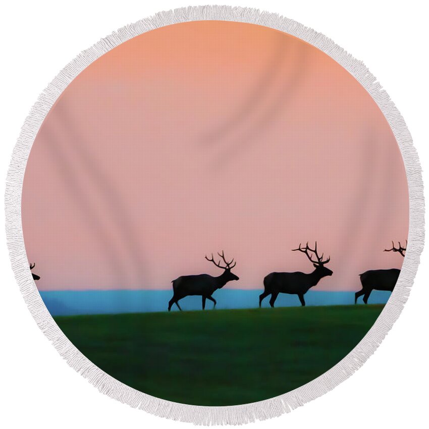 Elk Round Beach Towel featuring the photograph Bull Elk At Dawn #1 by Gary Beeler