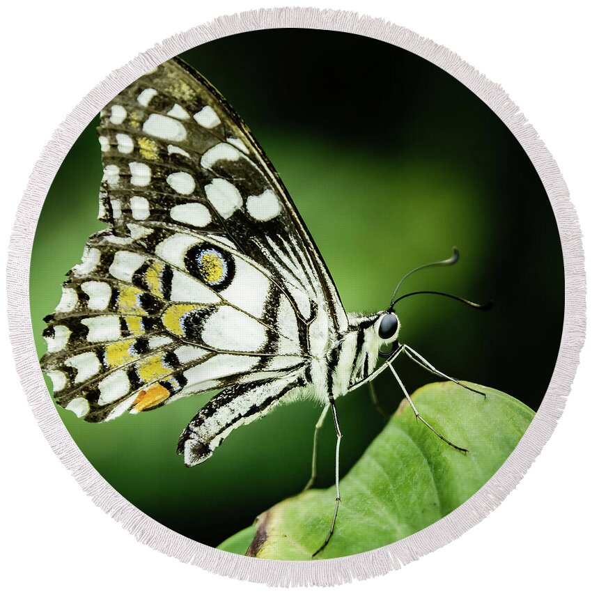 Lepidoptera Round Beach Towel featuring the photograph Butterfly on a leaf #5 by SAURAVphoto Online Store