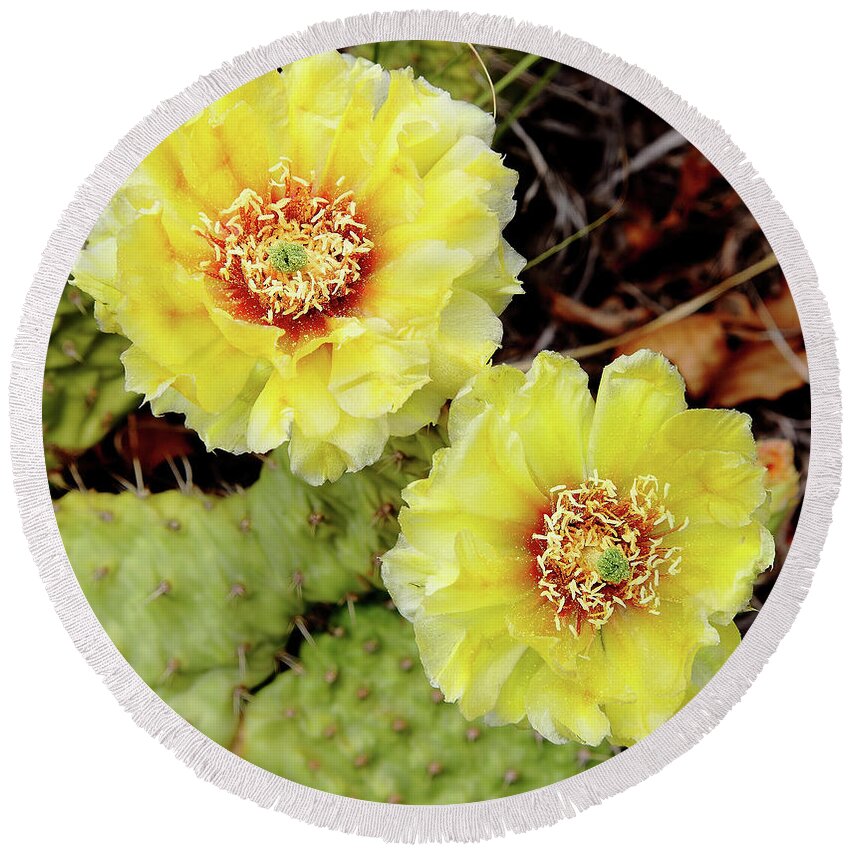 Cactus Round Beach Towel featuring the photograph Cactus Blossoms #1 by Bob Falcone