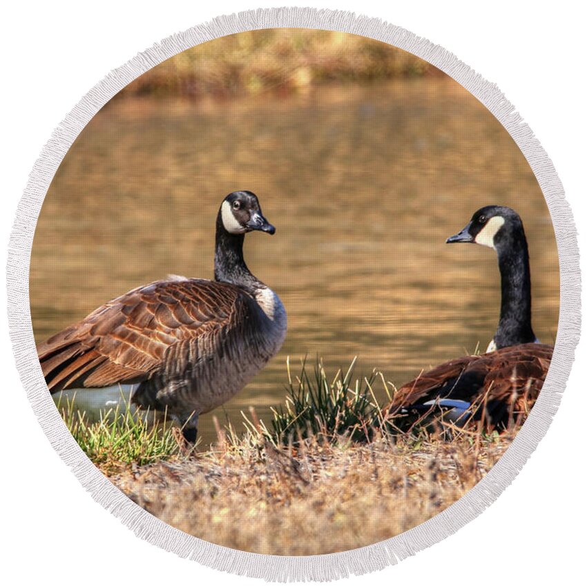 Goose Round Beach Towel featuring the photograph Canada Geese #1 by Robert Harris