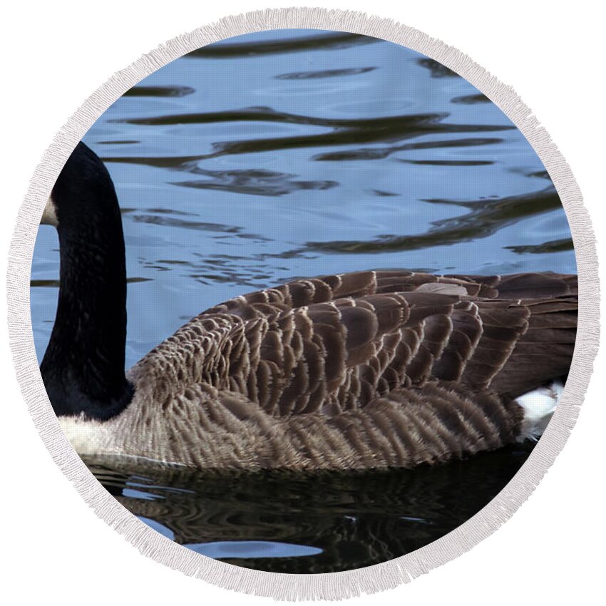 Canada Goose Round Beach Towel featuring the photograph Canada Goose, Alkington Woods, Manchester, UK #1 by Pics By Tony