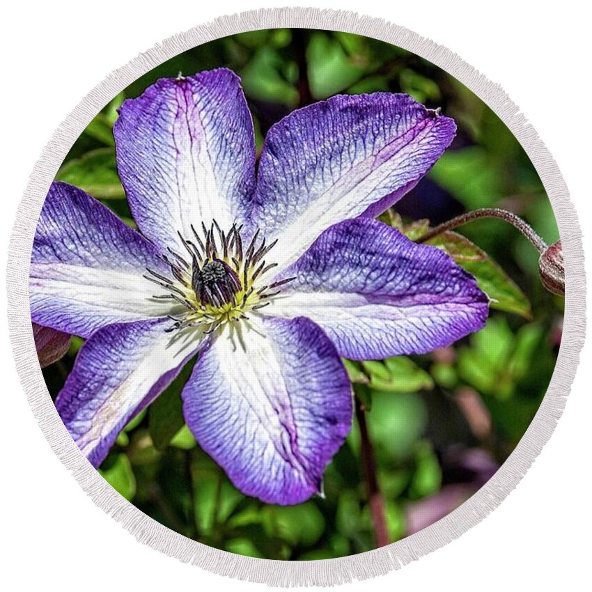 Clematis Round Beach Towel featuring the photograph Clematis #1 by Fran Woods