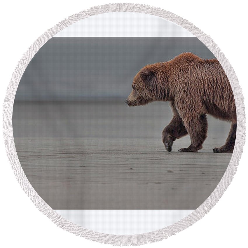 Wild Round Beach Towel featuring the photograph Coastal Brown Bear on the flats #1 by Gary Langley