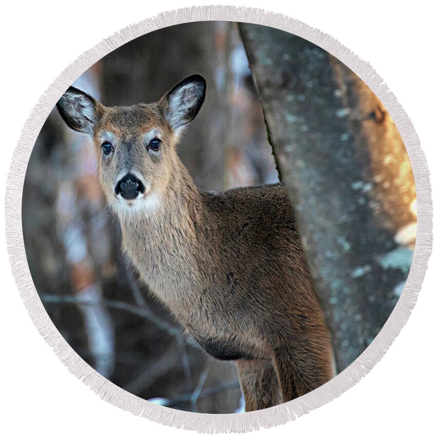 Deer Round Beach Towel featuring the photograph Deer in the Woods #1 by Jaki Miller