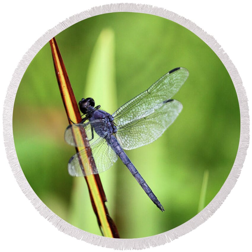 Insect Round Beach Towel featuring the photograph Dragonfly9224 #1 by Carolyn Stagger Cokley