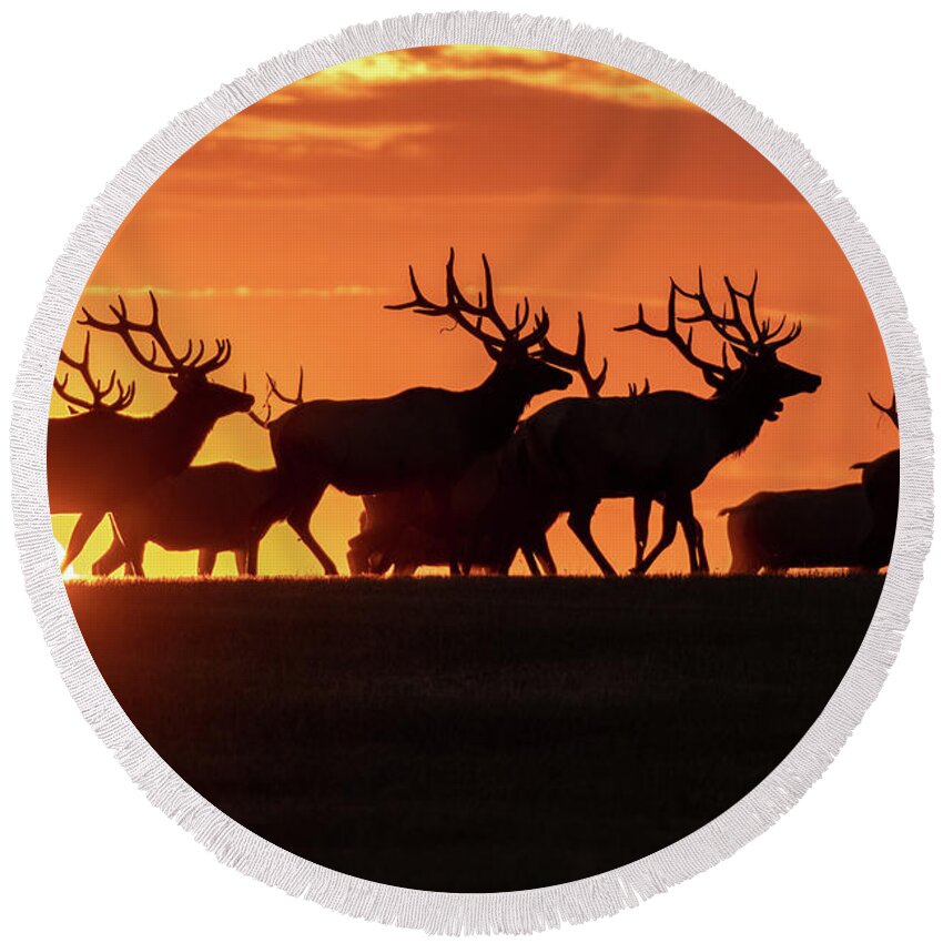 Bull Elk Round Beach Towel featuring the photograph Elk At Sunrise #1 by Gary Beeler