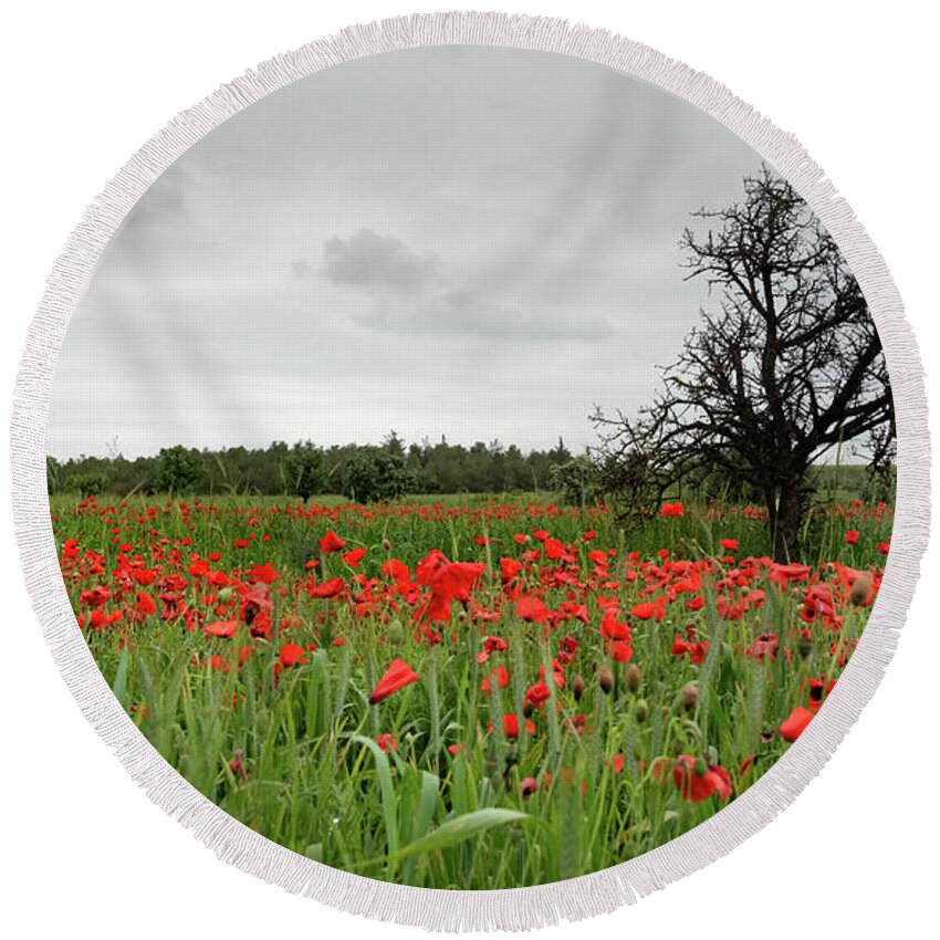 Poppy Anemone Round Beach Towel featuring the photograph Field full of red beautiful poppy anemone flowers and a lonely dry tree. Spring time, spring landscape Cyprus. by Michalakis Ppalis