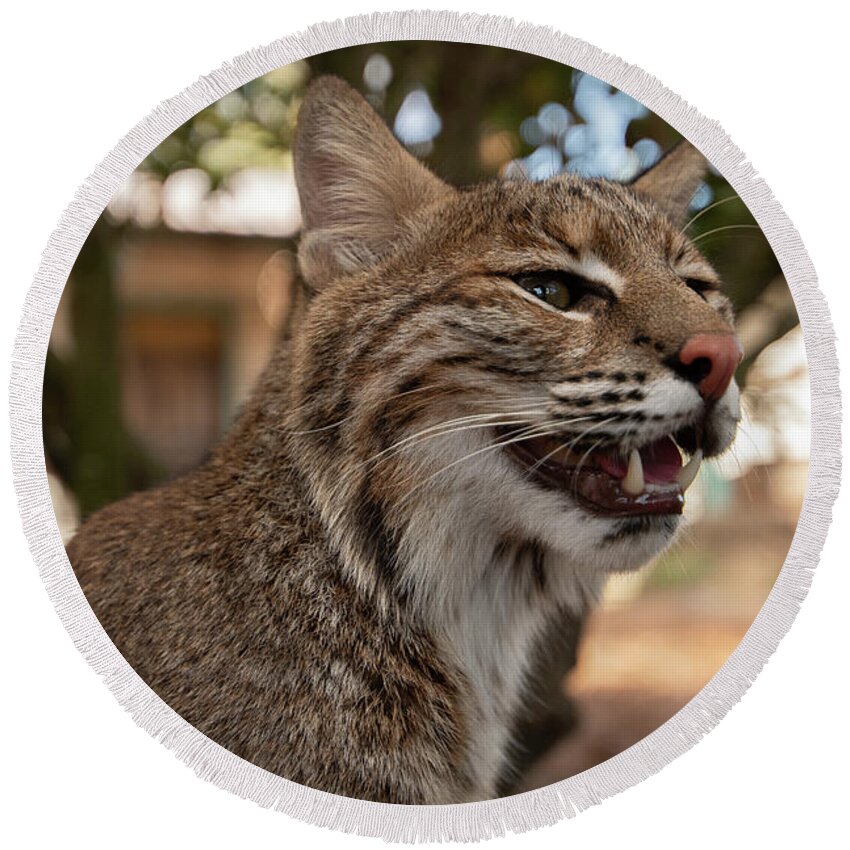 Cat Round Beach Towel featuring the photograph Florida Bobcat #2 by Carolyn Hutchins