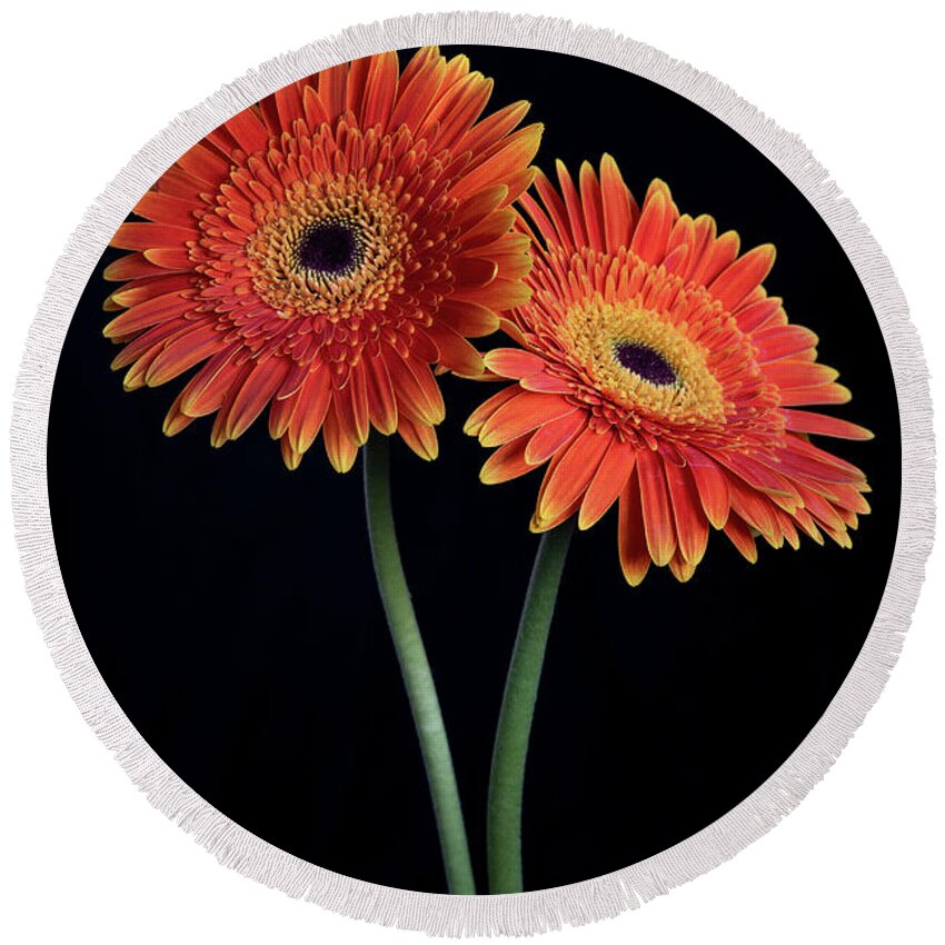 Daisies Round Beach Towel featuring the photograph Fresh Daisy flower isolated on black background by Michalakis Ppalis