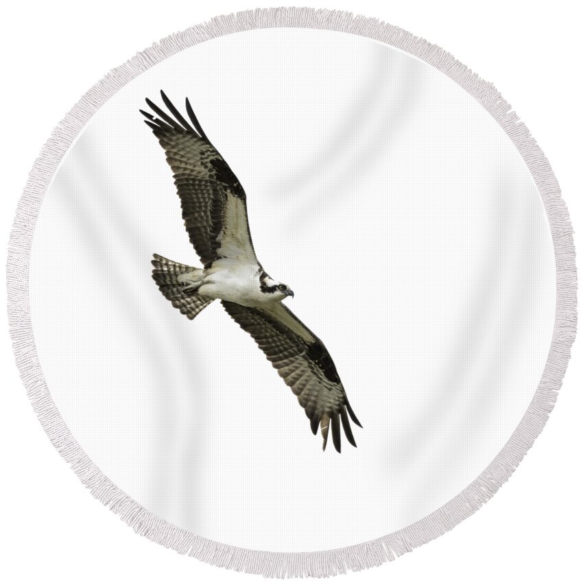 Osprey Round Beach Towel featuring the photograph Isolated Osprey 2021-1 by Thomas Young