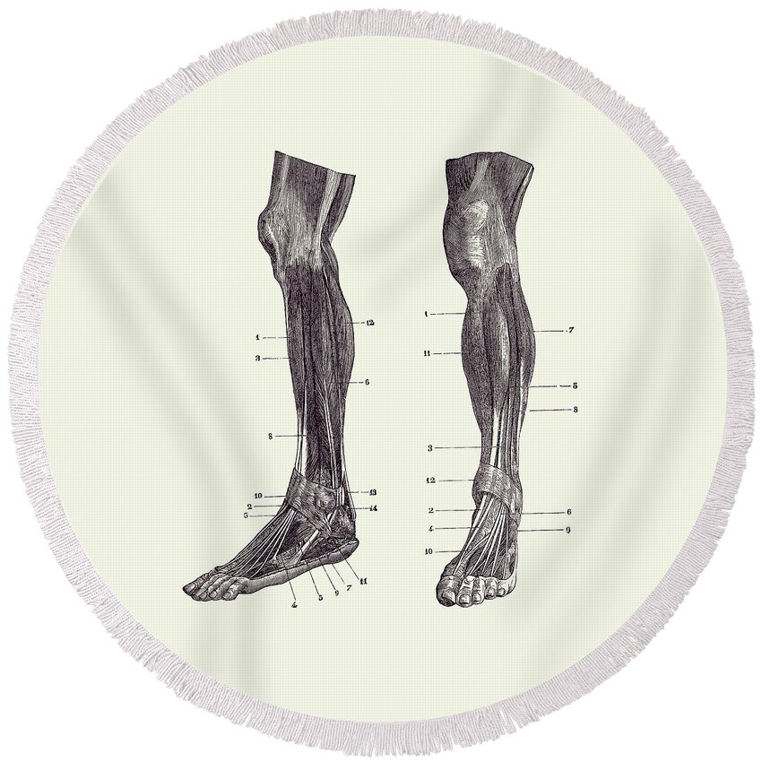 Leg Muscles Round Beach Towel featuring the drawing Leg Muscular System - Dual View - Vintage Anatomy #1 by Vintage Anatomy Prints