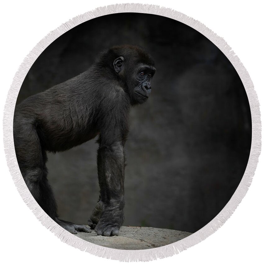 Larry Marshall Photography Round Beach Towel featuring the photograph Little Chimp 3 #2 by Larry Marshall