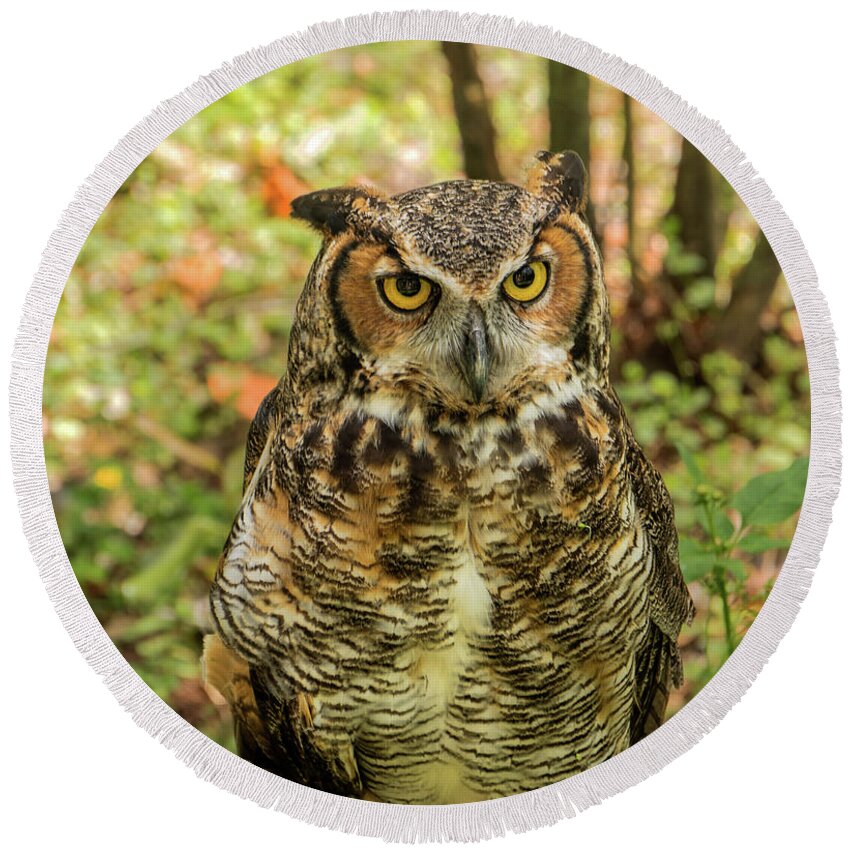 Owl Round Beach Towel featuring the photograph Looking at You #1 by Dennis Dugan