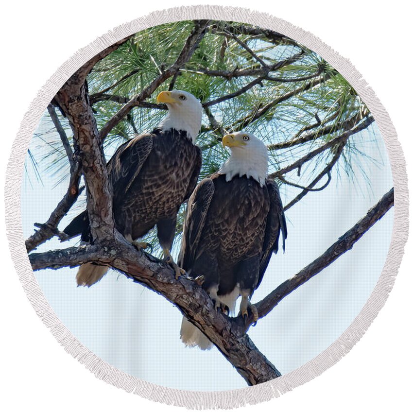 Bald Eagles Round Beach Towel featuring the photograph M15 and Harriet #2 by Liz Grindstaff
