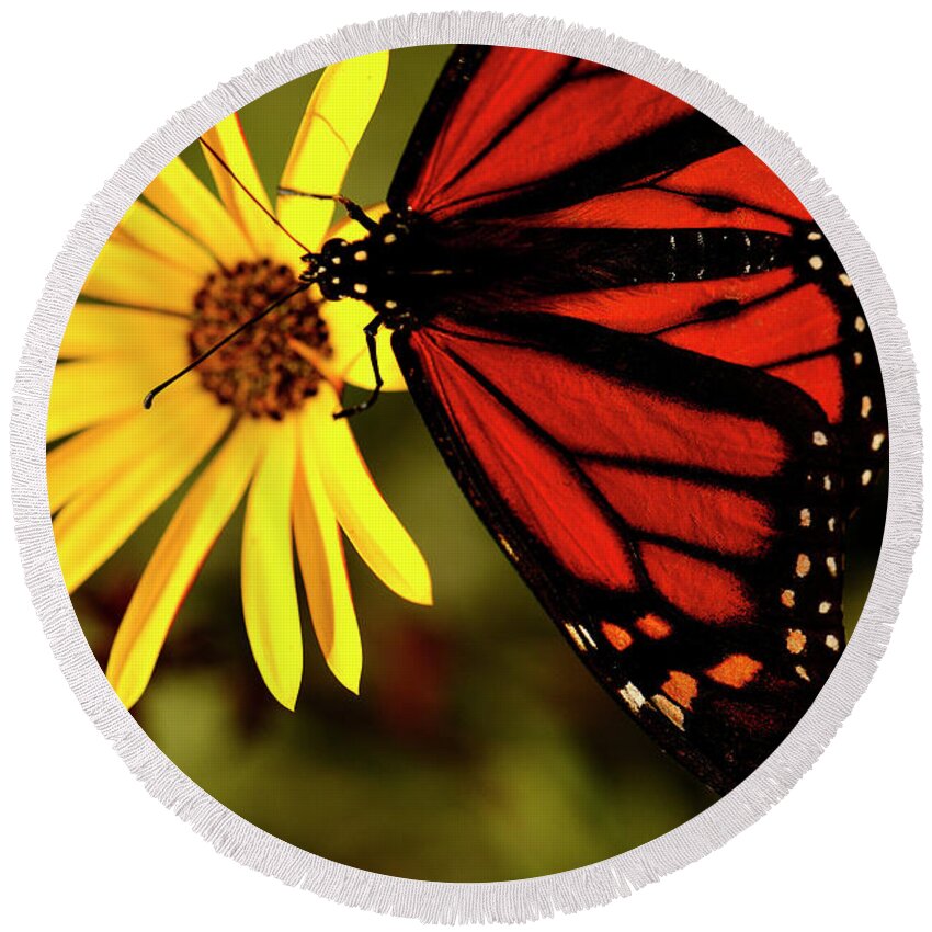 Macro Round Beach Towel featuring the photograph Monarch Moment by John F Tsumas