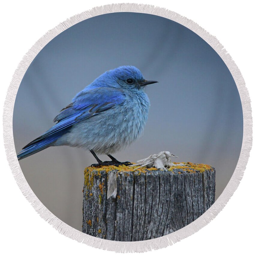 Mountain Bluebird Round Beach Towel featuring the photograph Mountain Bluebird 2 #1 by Whispering Peaks Photography
