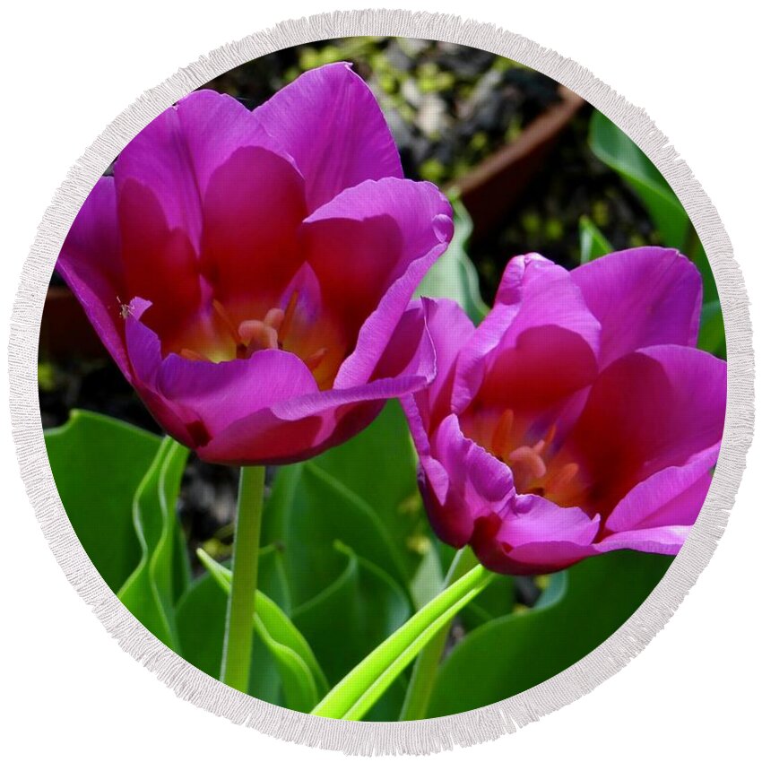 Tulips Round Beach Towel featuring the photograph Open For Business #2 by Ira Shander