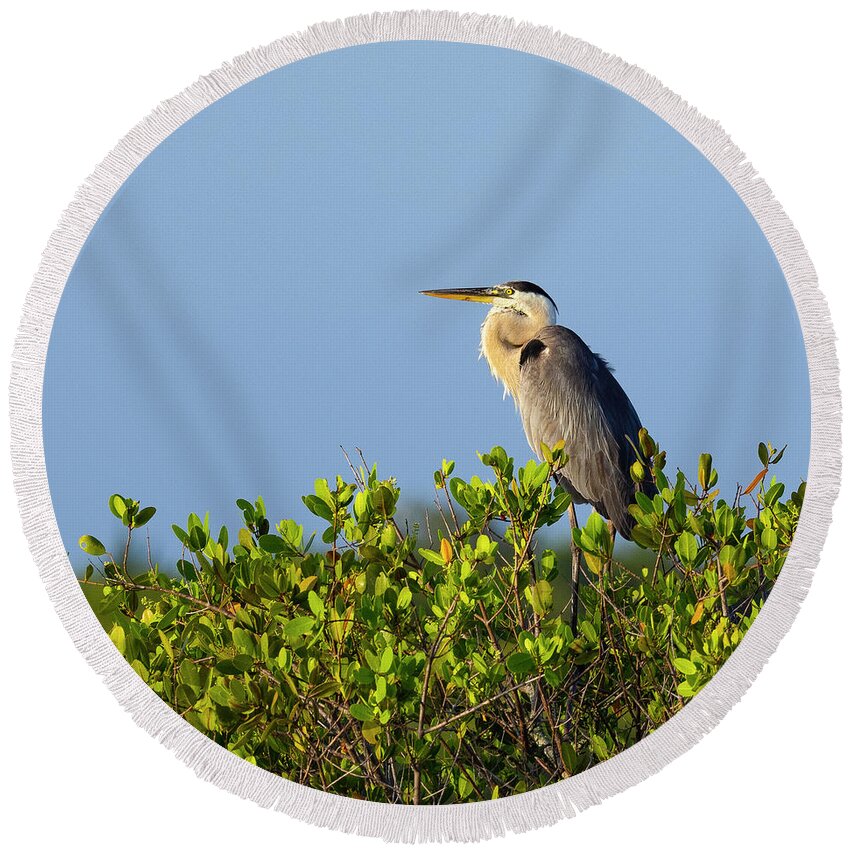 R5-2618 Round Beach Towel featuring the photograph Perched by Gordon Elwell