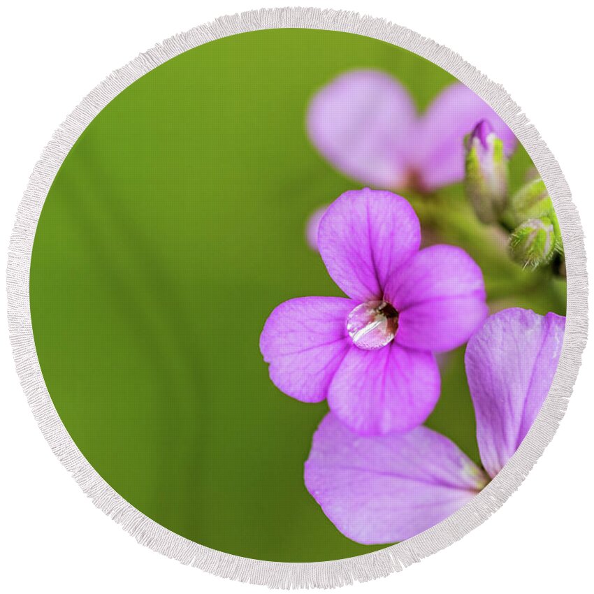 Nature Round Beach Towel featuring the photograph Pink Flowers #1 by Amelia Pearn