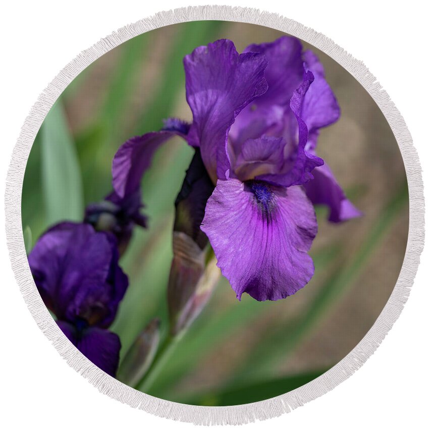 Flower Round Beach Towel featuring the photograph Purple Iris #1 by Cathy Donohoue