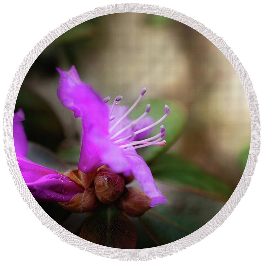 Purple Rhododendron Blossom Round Beach Towel featuring the photograph Purple Rhododendron Print by Gwen Gibson
