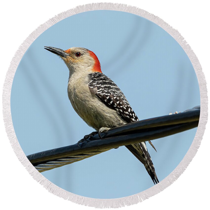 Woodpecker Round Beach Towel featuring the photograph Red-Bellied Woodpecker #1 by Holden The Moment
