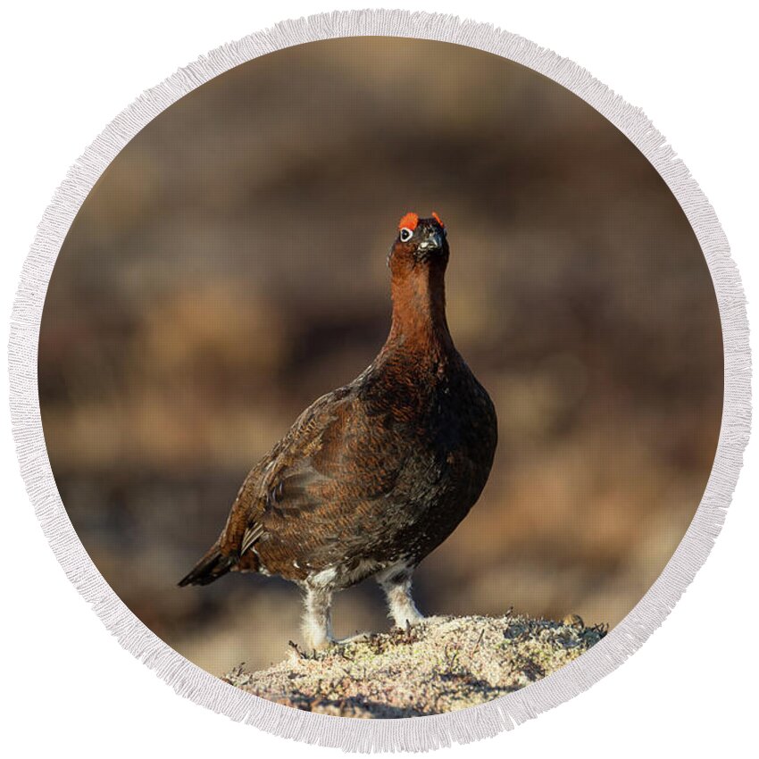 Red Round Beach Towel featuring the photograph Red Grouse #1 by Pete Walkden