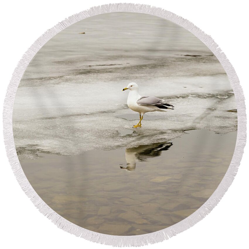 Larus Round Beach Towel featuring the photograph Ring-billed Gull reflection #1 by SAURAVphoto Online Store