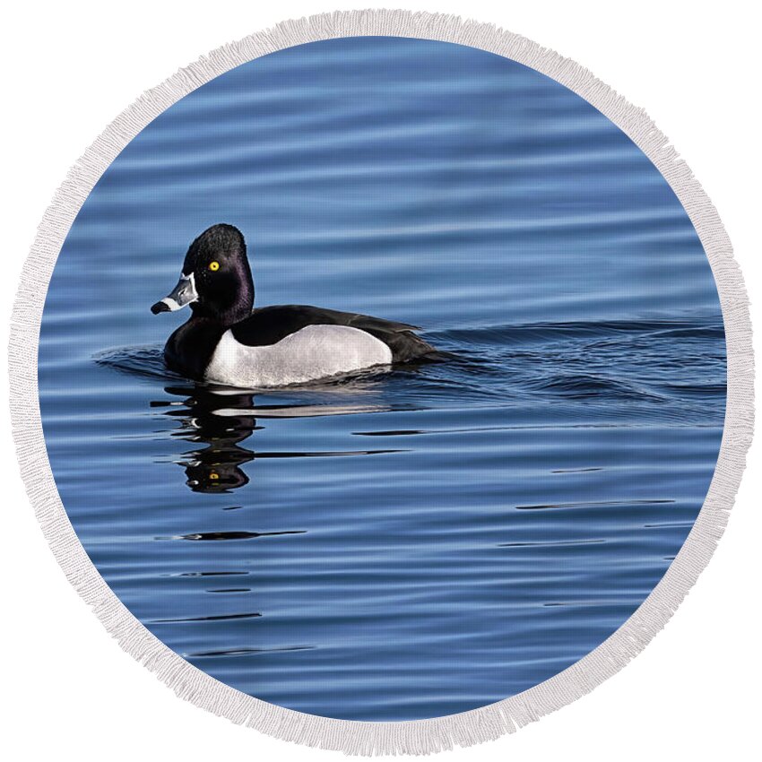 Duck Round Beach Towel featuring the photograph Ring-necked Duck Profile #1 by Flinn Hackett