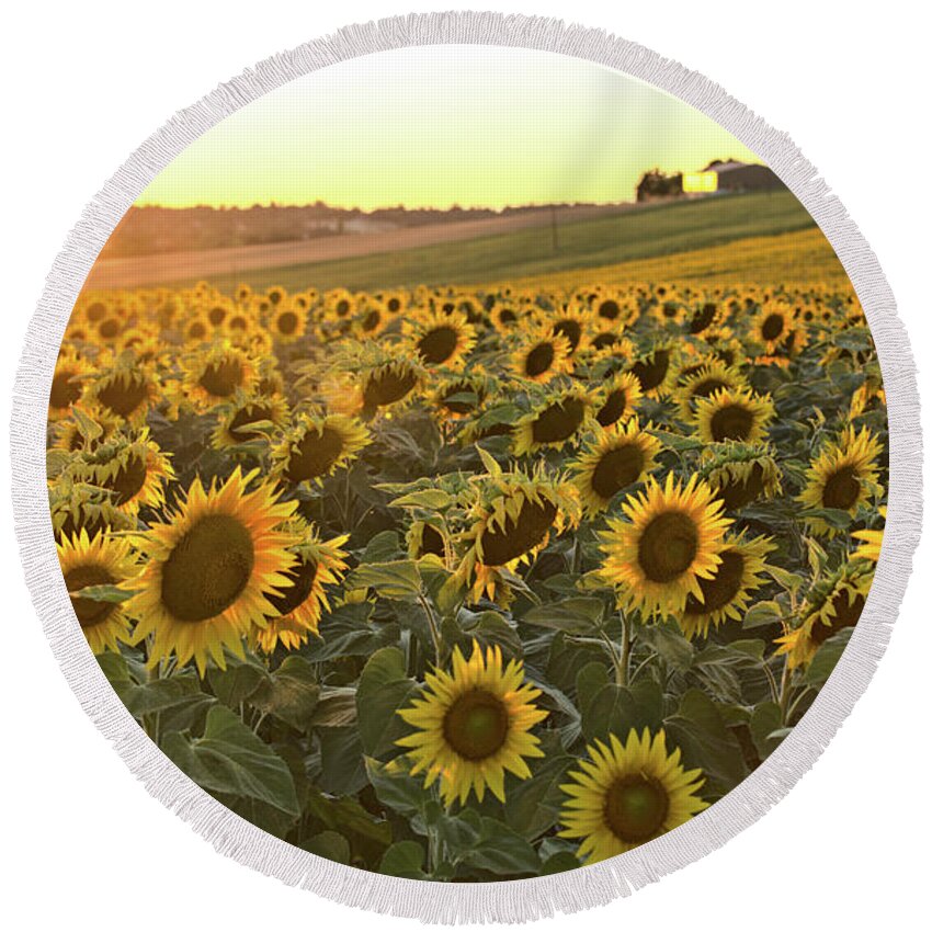 Sunflowers Round Beach Towel featuring the photograph Sunflower field sunset #1 by Sean Hannon