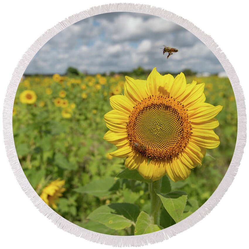 Sunflower Round Beach Towel featuring the photograph Sunflower with Honeybee #3 by Carolyn Hutchins
