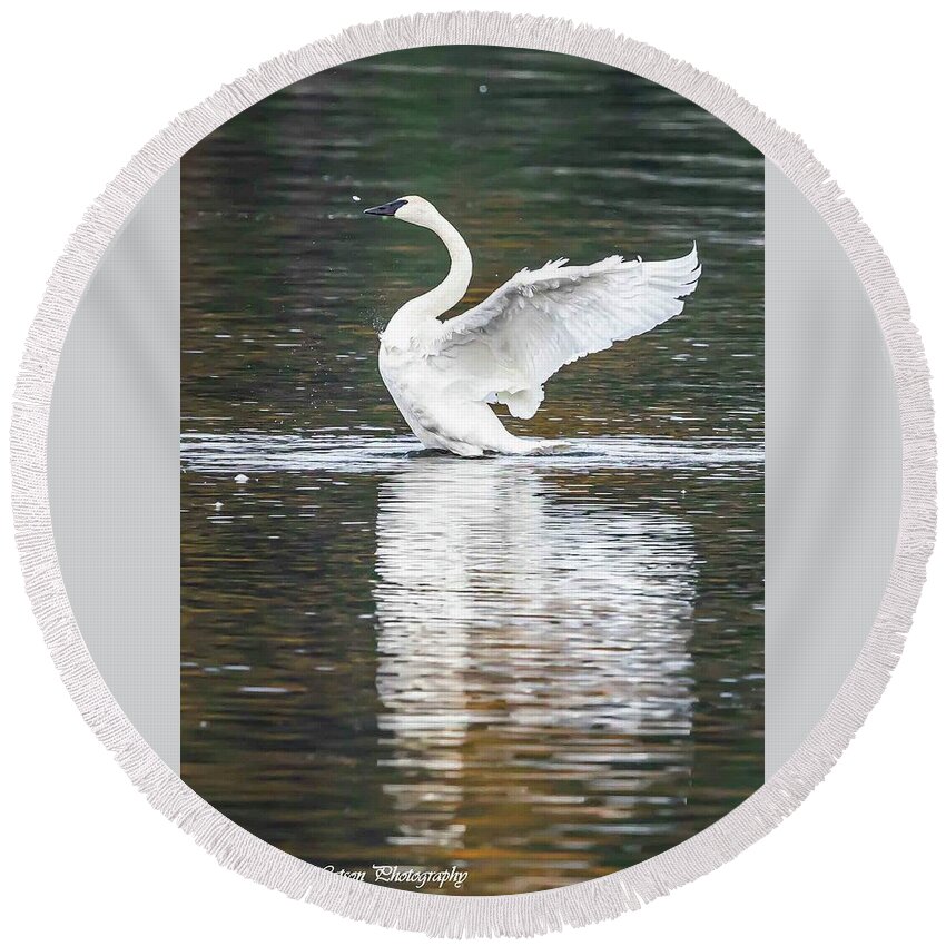 Swan Round Beach Towel featuring the photograph Trumpeter Swan #1 by Tahmina Watson