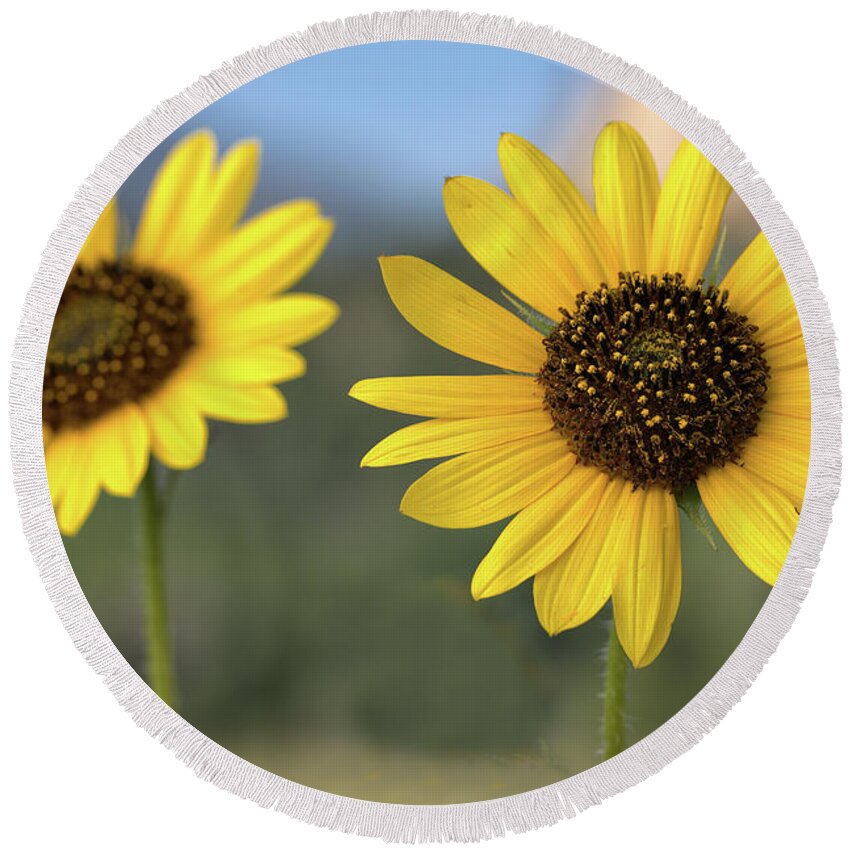 Sunflower Round Beach Towel featuring the photograph Two Sunflowers by Bob Falcone