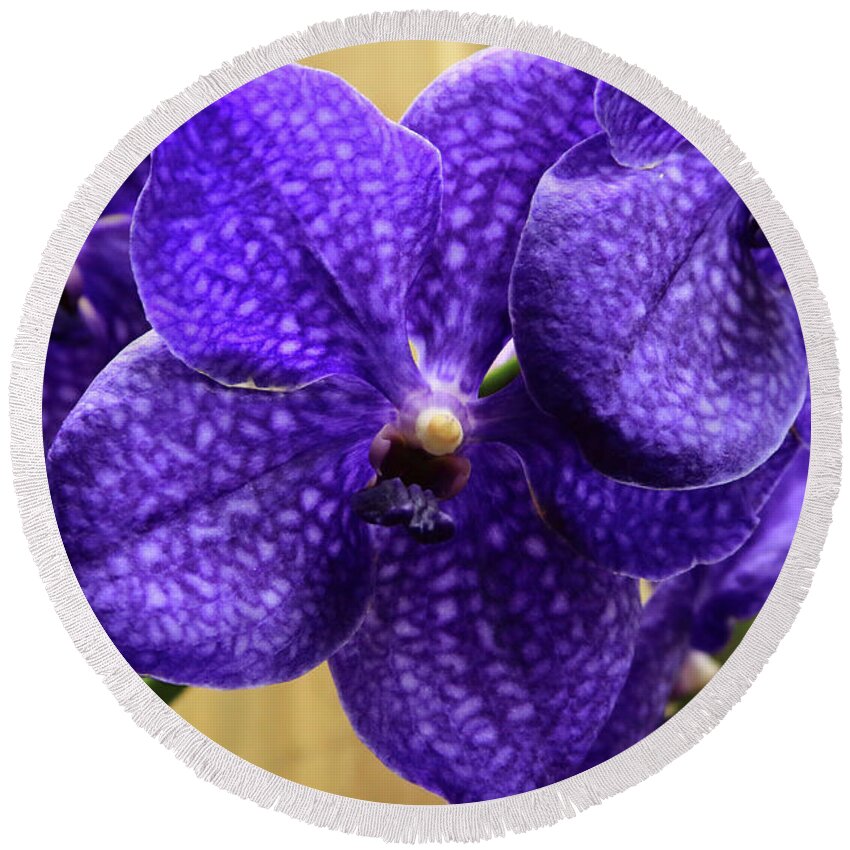 China Round Beach Towel featuring the photograph Vanda Orchid by Tanya Owens