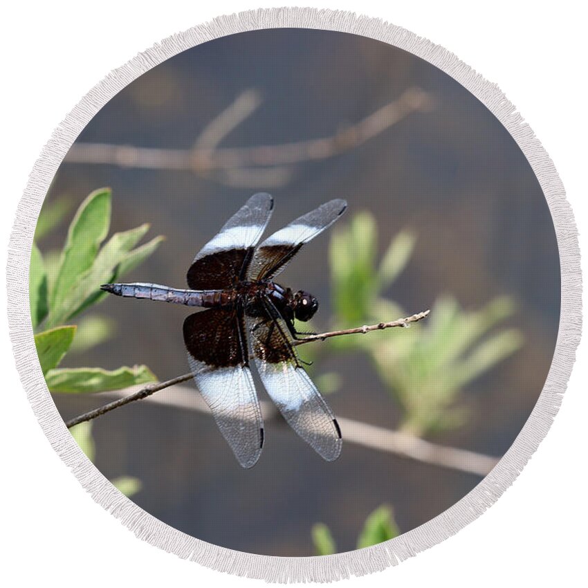 Dragonfly Round Beach Towel featuring the photograph Widow Skimmer Dragonfly #1 by Tom Doud
